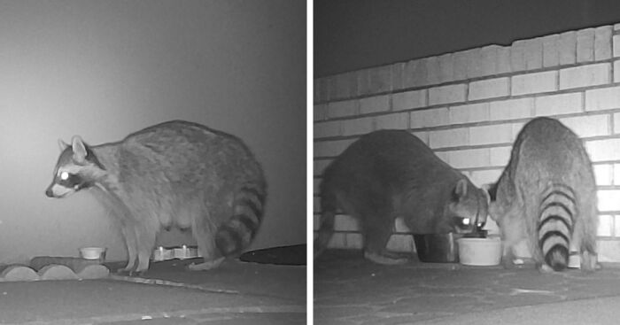 We Were Visited By The Cutest Raccoon Family