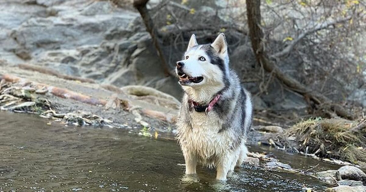 Depressed Obese Husky Finds Herself Again Through An Awesome Journey