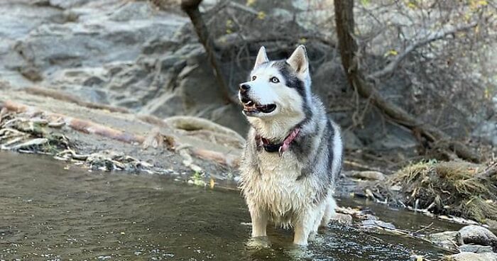 Depressed Obese Husky Finds Herself Again Through An Awesome Journey