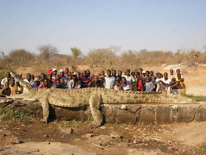 This Enormous Crocodile Was Pulled From The Water In Zimbabwe Back In 2010 After Cows & Other Vital Livestock Kept Vanishing