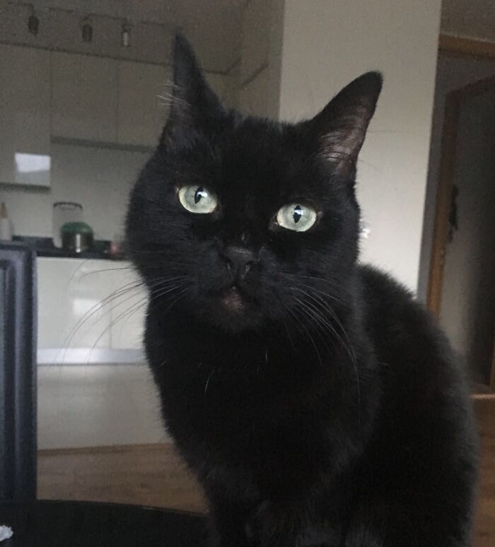 For 19 Years, So Far, This Void Has Been The Light Of My Life. Cookie Is Love And Evil All Rolled Up In A Silky Black Ball