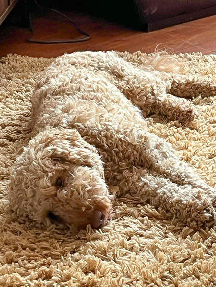 Parent's Dog On The Nearly Identical Rug