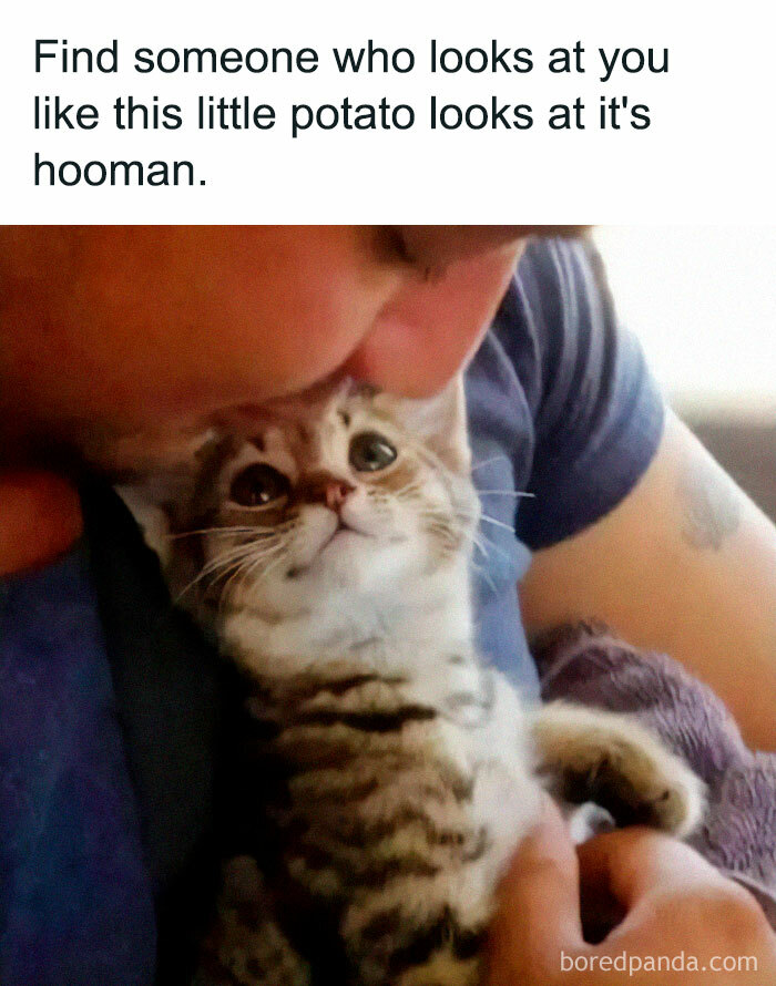 9 Hilarious Cat Memes That Will Put A Smile On Your Face, PetPlace