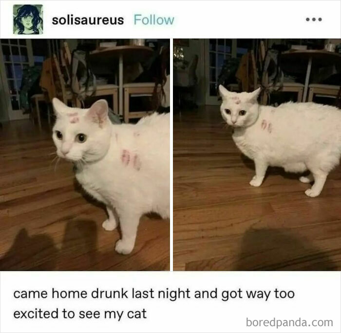 50 Hilarious Cat Memes From Happycat318 Instagram Account We’re