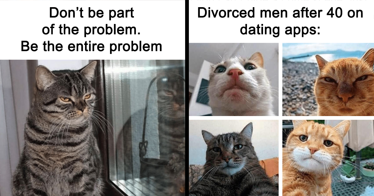 50 Hilarious Cat Memes From This Instagram Account Anyone Obsessed With Cats  Would Enjoy