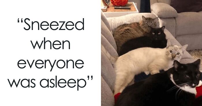 50 Hilarious Cat Memes From This Instagram Account Anyone Obsessed With Cats Would Enjoy
