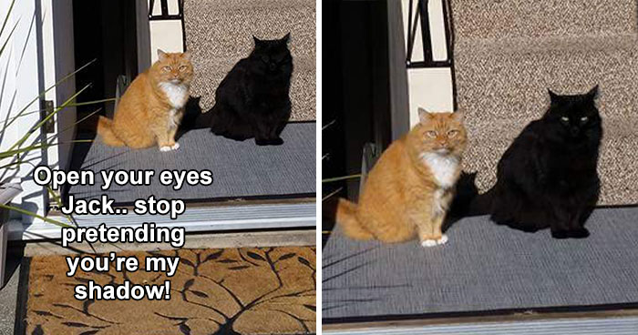 ‘Kitty Litterposting’: 50 Funny Posts And Memes About Cats You May Wish You Could Tag Your Cat In (New Pics)