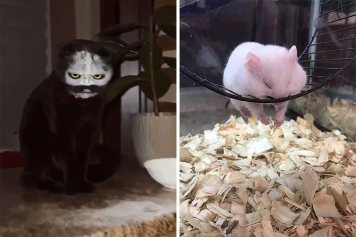 50 Times Pets Unintentionally Sent Their Owners Into Panic Mode (New Pics)