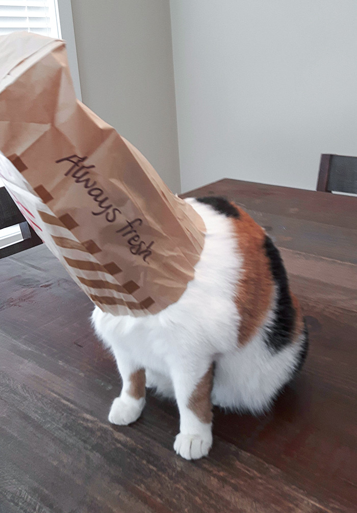 My Cat Was Looking For Food And Got Her Head Stuck In A Tim Horton's Bag. My First Instinct Was To Take A Picture Before Helping Her