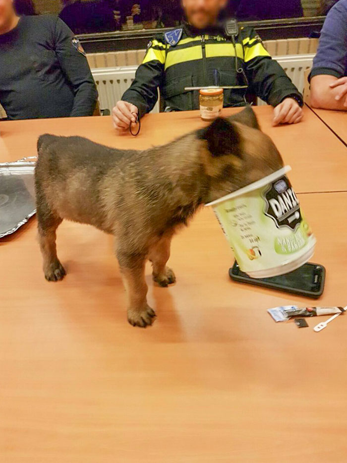 Dutch Police Dog Gets Stuck In A Yogurt Pot