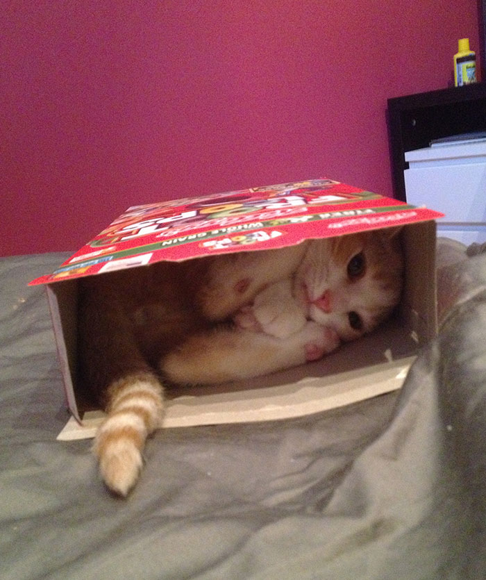 I Don't Know How, But He Somehow Got Himself Stuck In A Froot Loops Cereal Box