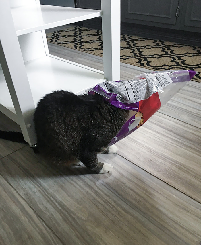 Kept Hearing Rustling And Whining From The Kitchen. My Cat Got His Head Stuck In A Salad Bag
