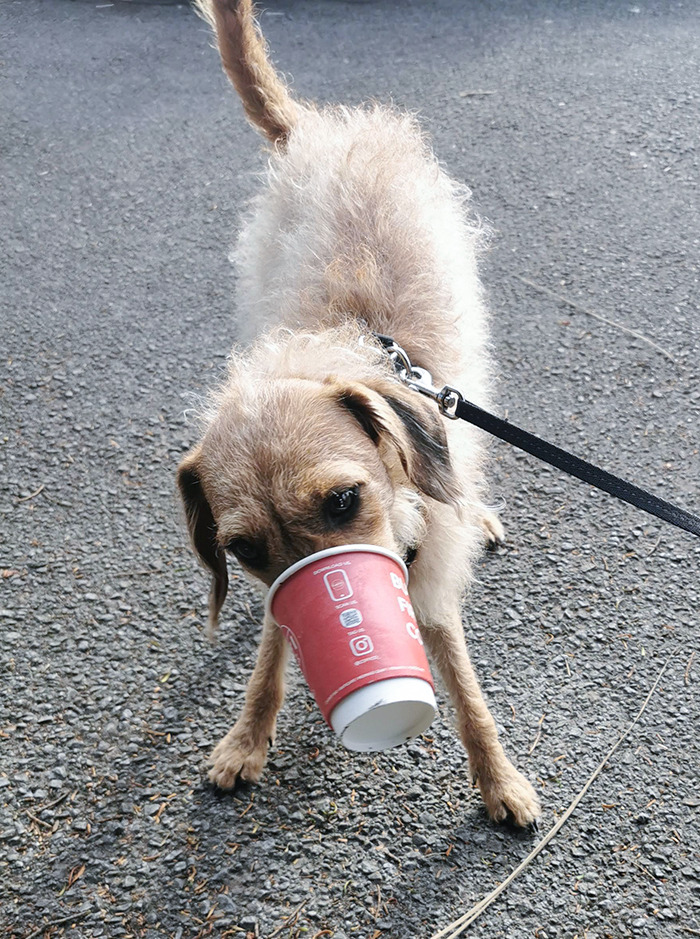 She Had A Puppuccino And Got The Cup Stuck