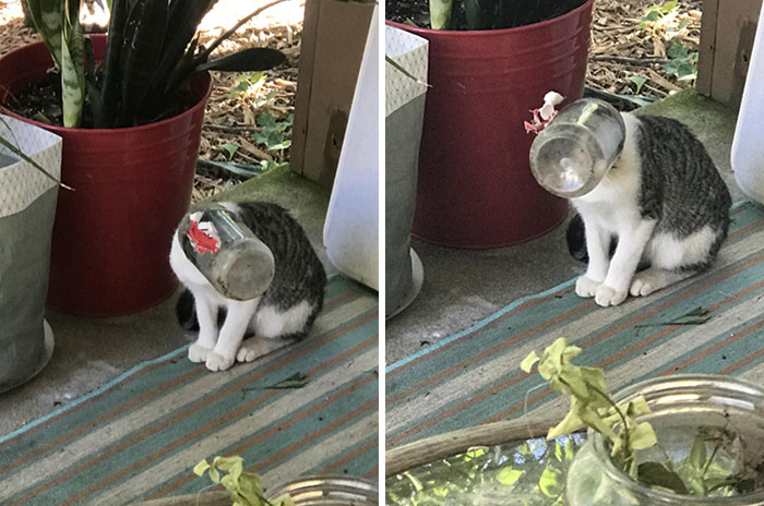 Oh, The Shame! Had To Chase This Stray Kitty Around The Yard To Remove The Peanut Butter Jar Stuck On His Head. It’s Not Even The Brand We Buy