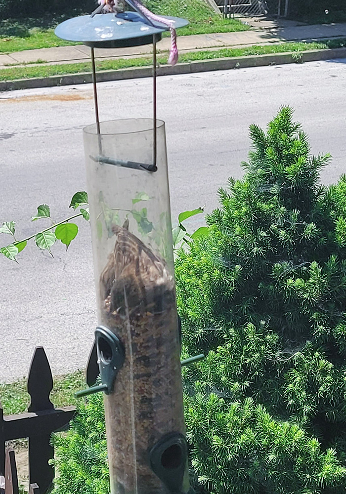 This Finch That Got Stuck In My Feeder. Got Him Out Safely