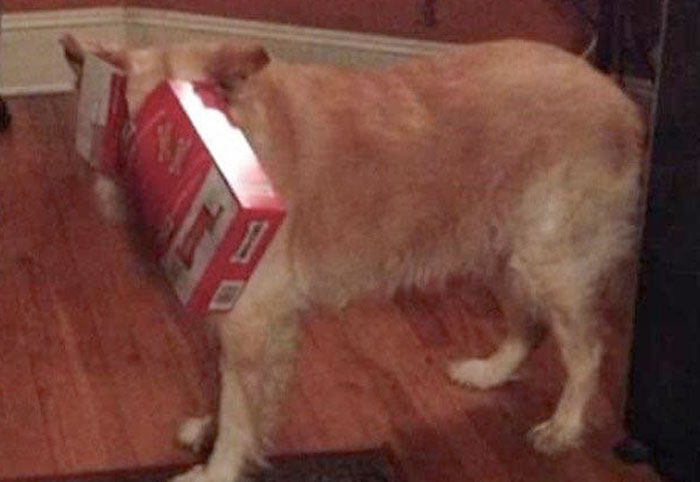 My Dog, Shea Getting Her Nose Stuck In An Empty Soup Can Was A Nightly Thing, But The Box Was Particularly Funny