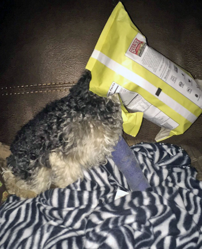 My Dog Got His Head Stuck In A Potato Chip Bag And Has A Broken Leg... I'd Say He's A Hot Mess