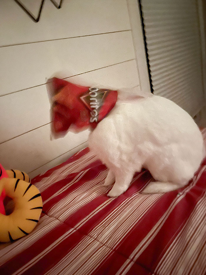 This Morning My Rabbit Came Into My Room And Jumped On My Bed. I Had An Empty Dorito Bag In My Bed And She Smelled It So She Stuck Her Head In There And This Is What I Saw