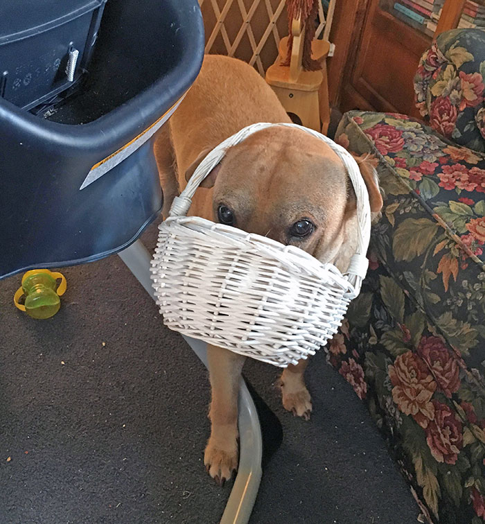 Deckle, Our Shar-Pei/Pit Mix, Was Sniffing Around For Crumbs When He Got A Little Stuck