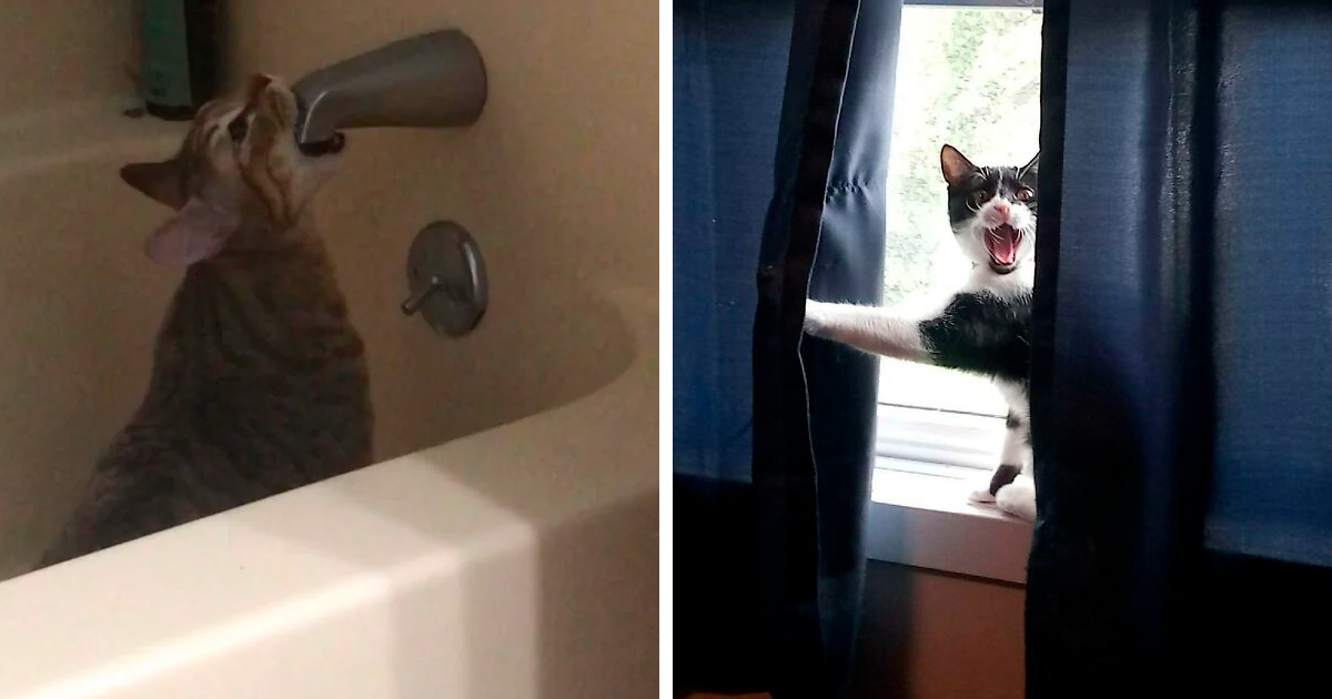 Esta cuenta de Twitter comparte fotos de gatos actuando de forma extraña, y aquí tienes 40 muy divertidas