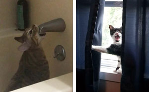 Esta cuenta de Twitter comparte fotos de gatos actuando de forma extraña, y aquí tienes 40 muy divertidas