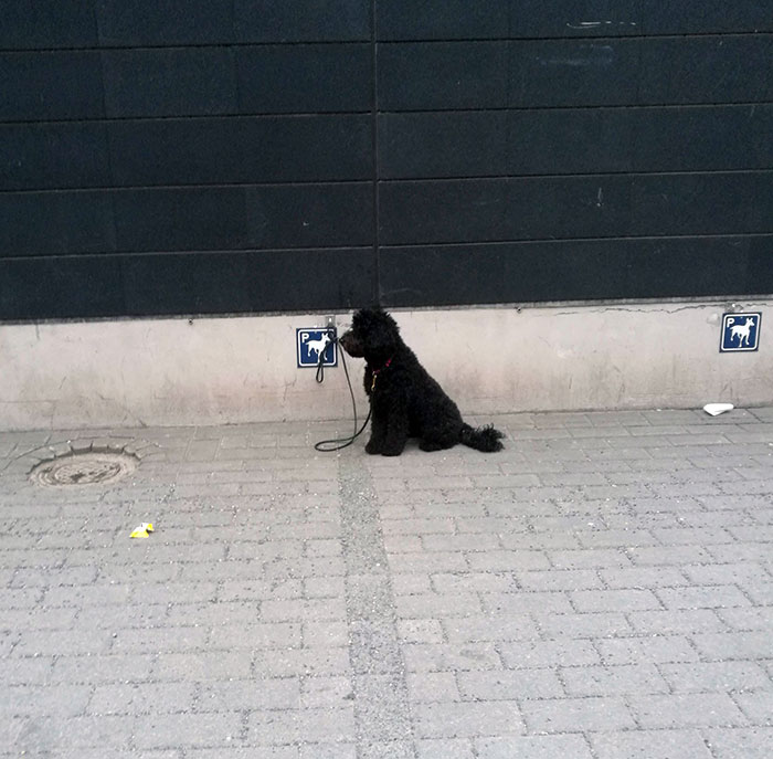 There Are Parking Spots For Dogs Outside Of A Supermarket In Finland
