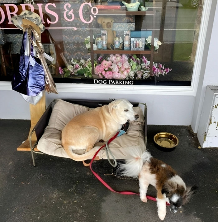 This Store Has A Dog Parking Spot