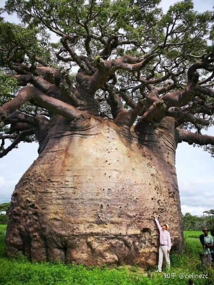 This Is The Largest Baobab In Madagascar And Is Called The 'Tree Of Life' Or 'Mother Of The Forest'
