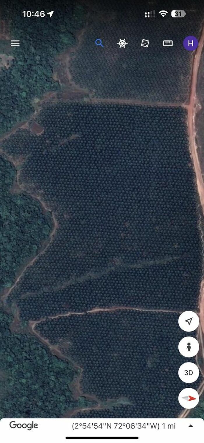 Farm Crops In Colombia, South America. Probably Corn, Or Something