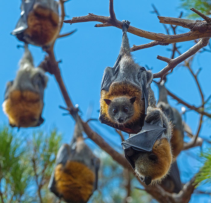 Bat hanging on the tree