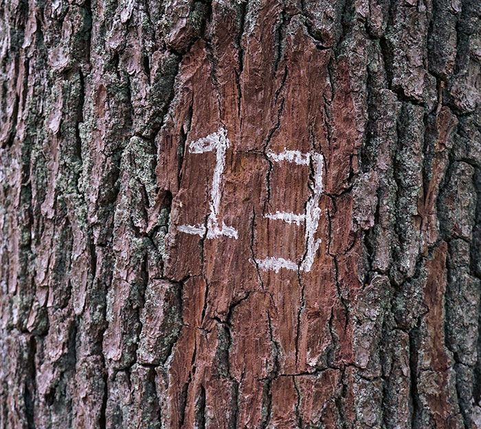Number 13 carved in the tree