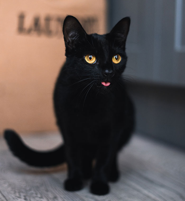Cute black cat sitting