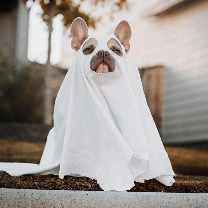 Dog wearing ghost costume
