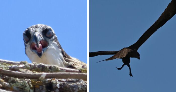 This Facebook Group Is Dedicated To Hilariously Bad Attempts At Photographing Birds (30 New Pics)
