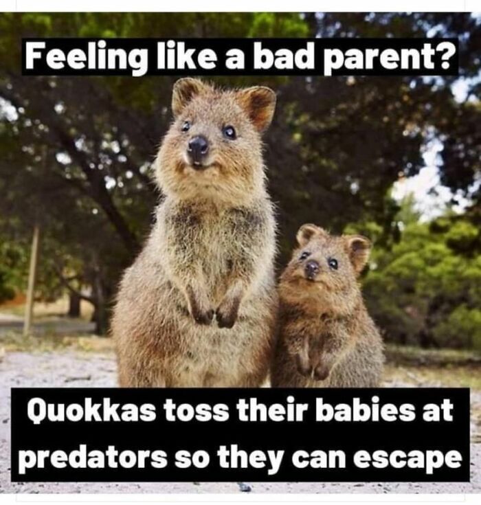 Hilarious-Parenting-Memes