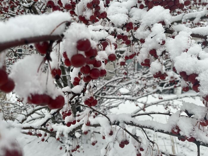 Snow Berries :)