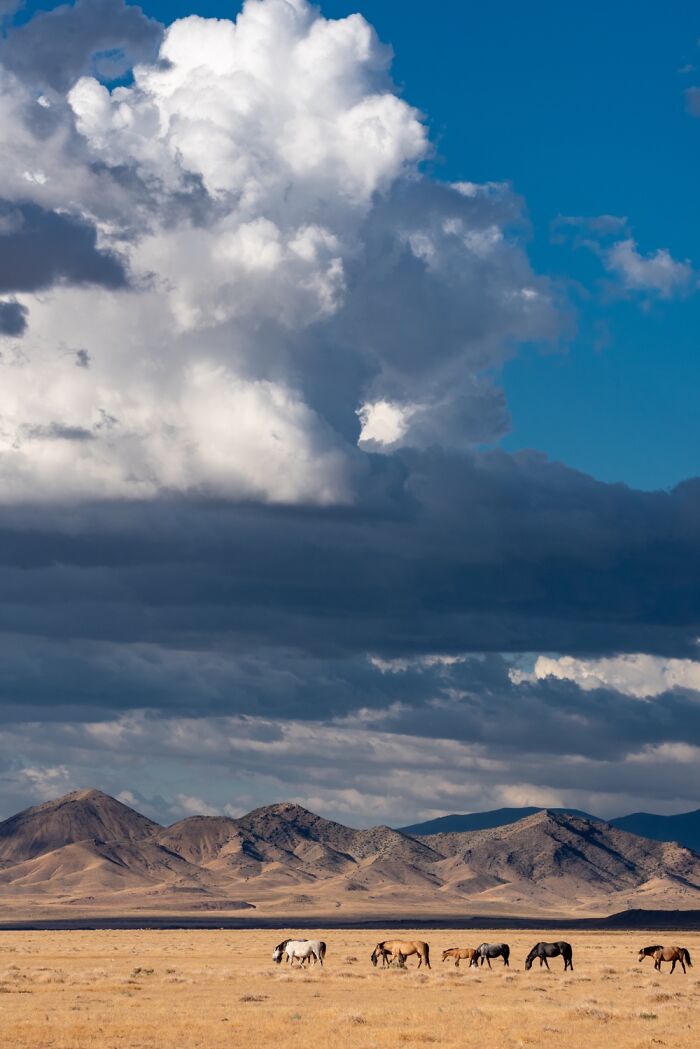 Wild Horses With Room To Roam