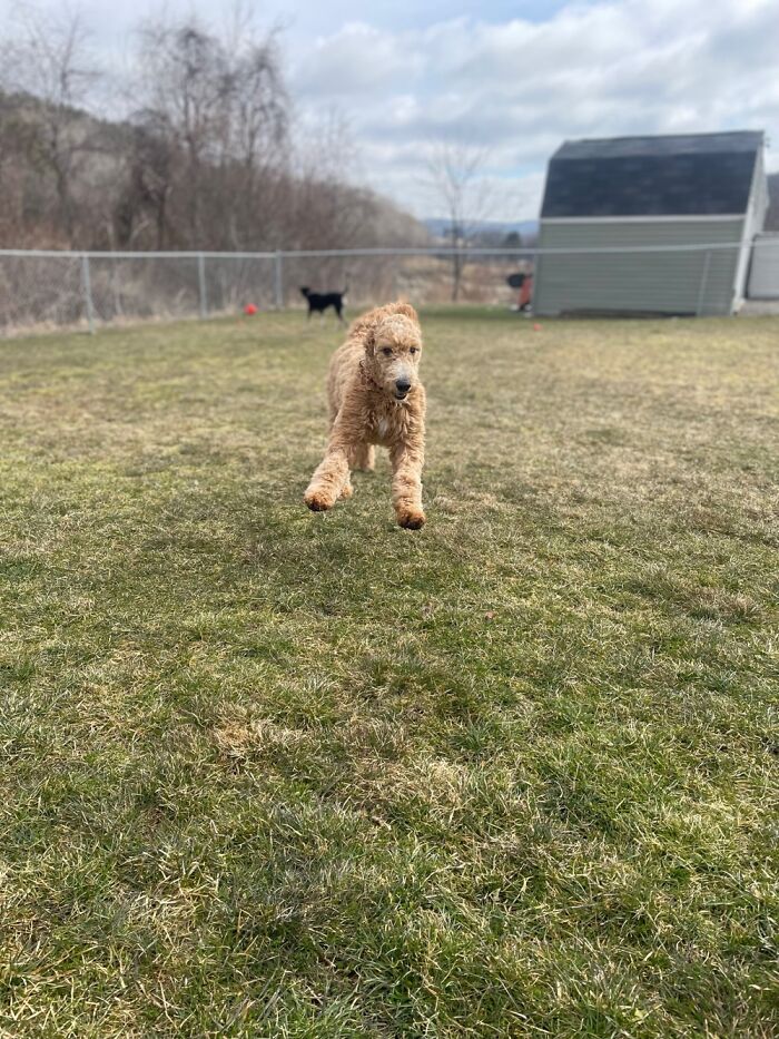 This Is A Golden Doodle I Take Care Of Running To Greet Me. Say Hi To Abigail!