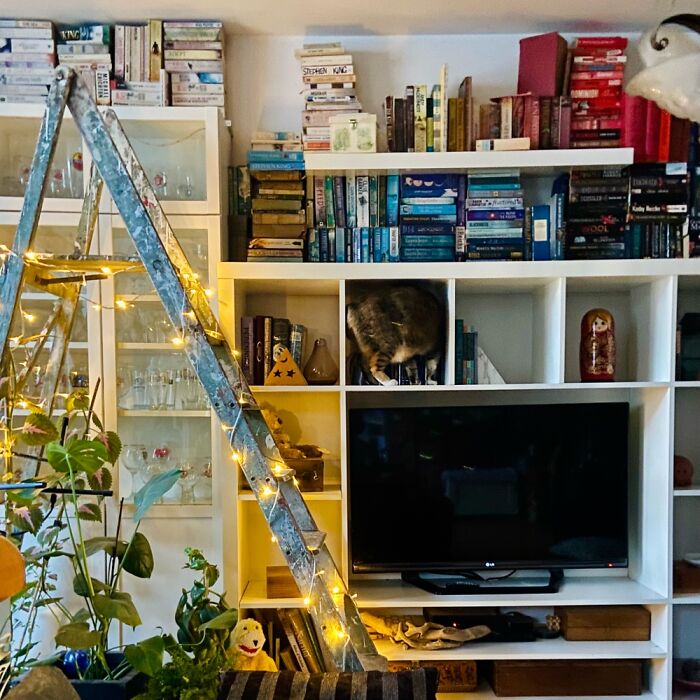 Does This Count As A Bookcase? Comes With A Curious Kitty