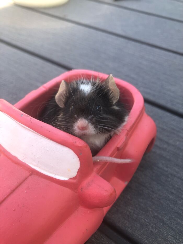 This Is My Baby Skunk. Yes, He’s A Mouse. Yes, He Has His Own Getaway Car