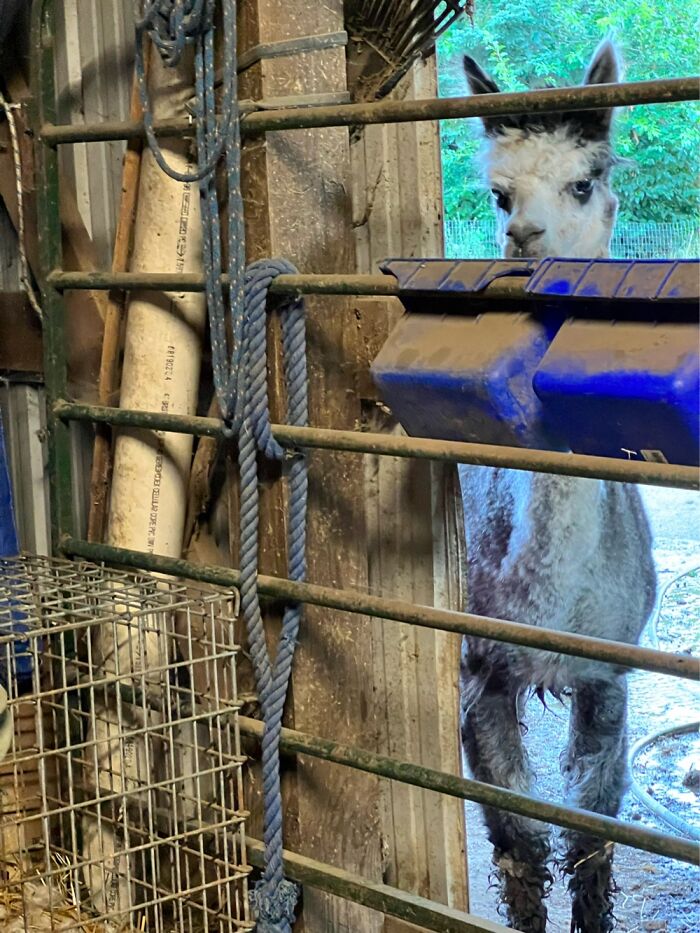 This Is Kassie One Of My Alpacas With The Look On Her Face At My Hubby I’m Going To Get You