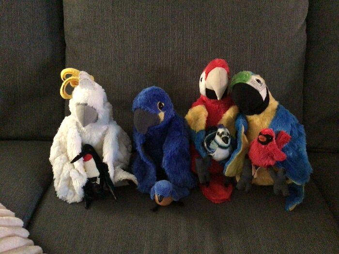 Meet Angel The Cockatoo, Sky The Hyacinth Macaw, Rainbow The Scarlet Macaw, And Snow Cone The Blue And Green Macaw