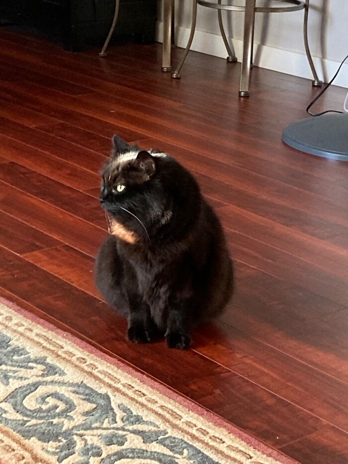 Zeke In Contemplation Of A Morning Nap