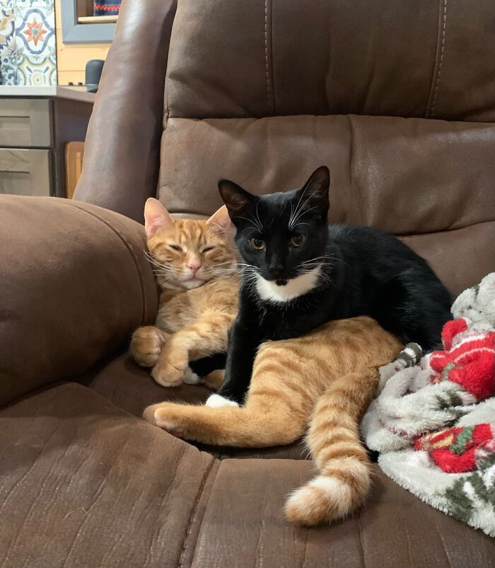 Maximilian And His Brother Augustus