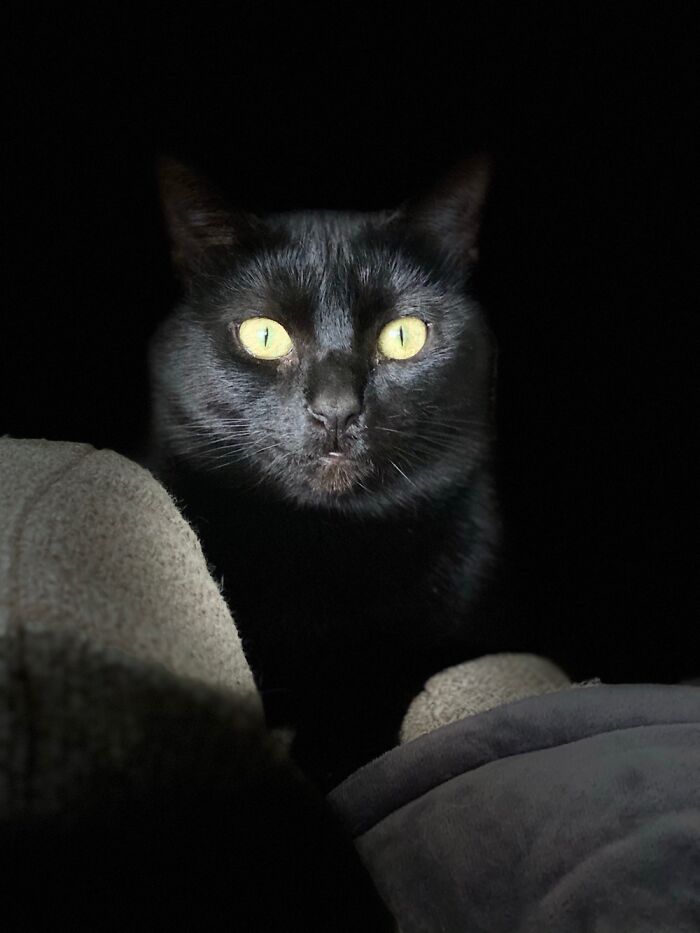 Dio. I Was Playing Around With My Phone Camera. Couldn’t Believe I Got This Shot!