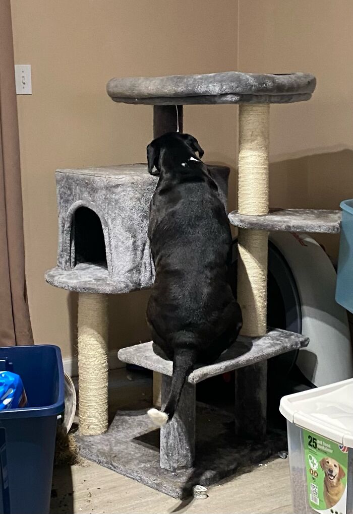 Penny…posing As A Black Cat