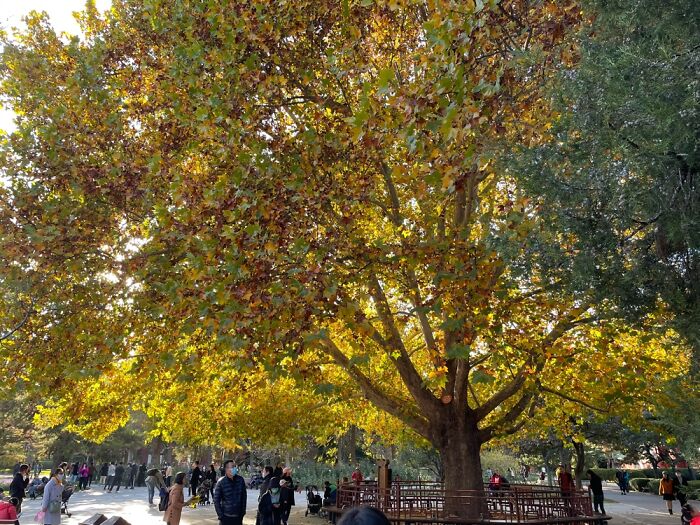This Tree In Ritan Park, Beijing