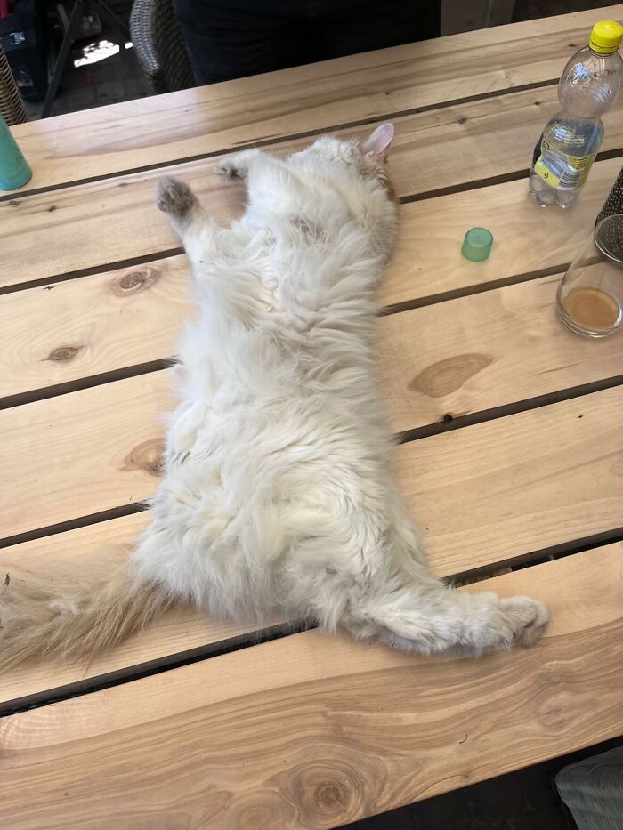 The Cat’s Broken…