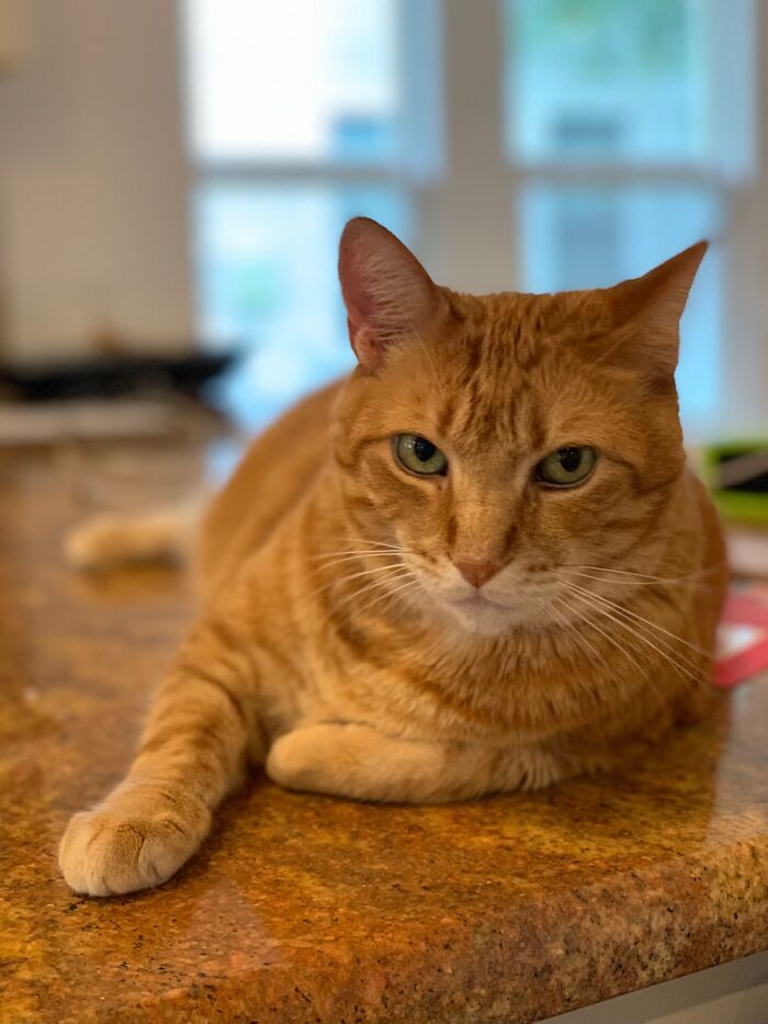 The Most Interesting Cat In The World