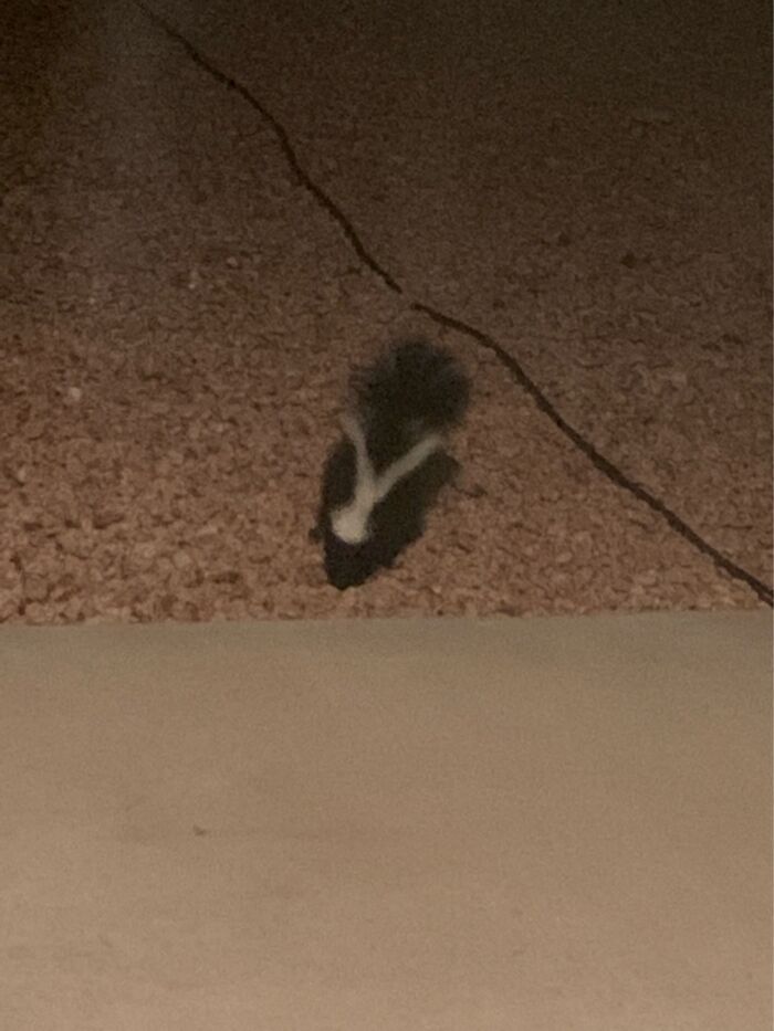 Not My Cat But Definitely Our Backyard Visitor. Came For The Crickets… Brought The Family Next!